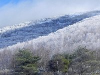 DSCN0052  It thickened higher up on the mountainside.