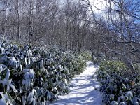 DSCN0053  Bamboo is a big feature of Japanese forests