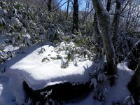 DSCN0054  The snow eventually will cover it.