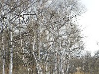 DSCN0066  Birches along the ridge