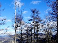 DSCN0067  Familiar looking forest