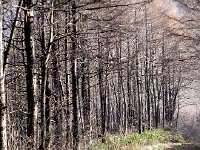 DSCN0085  Dense stands