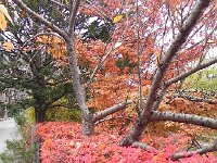 DSCN0186  Fall colors