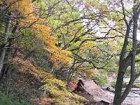 DSCN0195  Temple and foliage