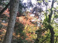 DSCN0196  MIxed forest