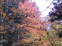 DSCN0197  turning colors