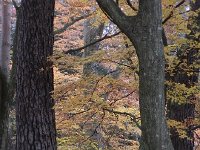 DSCN0203  and consider the old trees