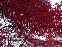 DSCN0205  Fiery Japanese maple
