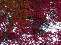 DSCN0206  Maple foliage