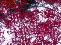 DSCN0207  Maple leaves