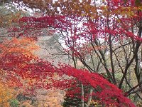 DSCN0208  Canopies of color