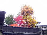 DSCN0214  Gardens behind walls