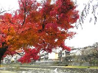 DSCN0217  Along the river in the middle of town