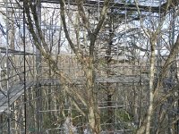 DSCN0224  which surrounded a single oak tree