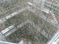 DSCN0228  Looking down into the tree top