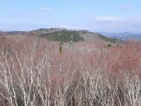 DSCN0231  Birch forest and eddy covariance tower