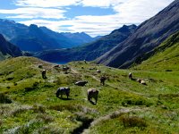 CIMG3274-2  to find lots of bovines