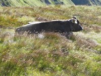 DSCN9229  They would rather just ruminate