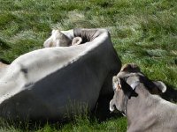 DSCN9231  and snooze