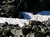 DSCN9265-2  A boquetin in the crags above the pass