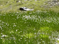 DSCN9271-2  Alpine wetlands