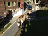 IMG 0577  and of course some cows headed home for the night.