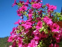 IMG 0942-2  Petunias