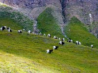 CIMG3333-2  Meanwhile, Plan B ran into chocolate-dipped goats