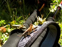 IMG 5016-2  The grasshoppers were a notable feature