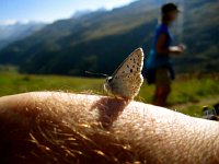 IMG 5017-2  as were the moths and butterflies - a good year for bugs!