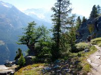 20130906-0346-2  Larches