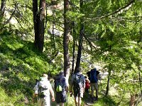 DSCN9389-2  After taking the bus to Saas-Fee and wandering through the village, we enterthe woods at the start of the Hohenweg