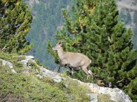 DSCN9427  We found some mouflons out here