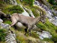 DSCN9429-2  She looks ready to pop!