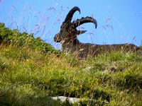 DSCN9430-2  Sheep art