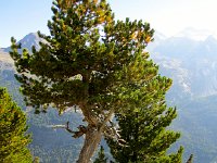 IMG 5077-2  Stone pine