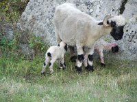 DSCN9448  A ewe had given birth to two lambs just outside the pension