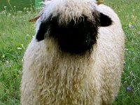 IMG 5128-2  We had very wooly sheep for neighbors