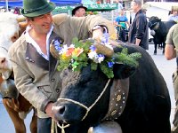 IMG 5149-2  Val d&#39;Hérens cow