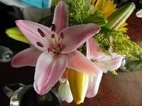 Nikon 15  Flower art