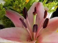 Nikon 16  Flower art