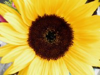 Nikon 17  Flower art