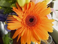 Nikon 18  Flower art