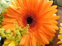 Nikon 19  Flower art