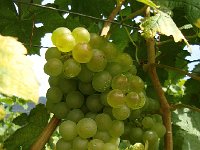 DSC06039  Grape porn