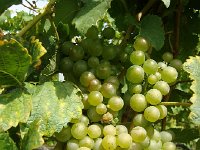 DSC06040  More grape porn