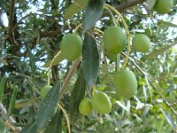 DSC06049  Olives??