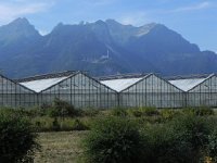 DSCN9663  We visited a commercial flower enterprise