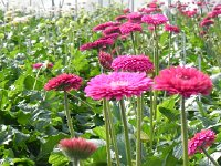 DSCN9664  Extreme horticulture