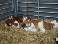 DSC06033  Newborns getting a little shuteye